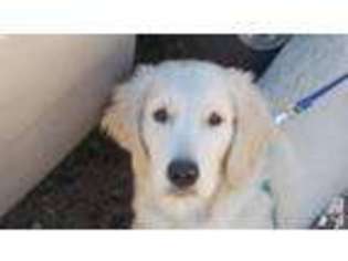 Golden Retriever Puppy for sale in CHATFIELD, MN, USA