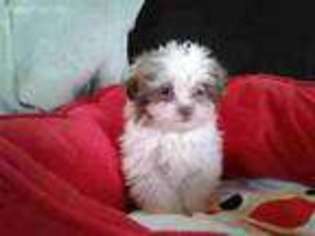 Havanese Puppy for sale in Port Crane, NY, USA