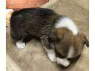 Pembroke Welsh Corgi Puppy for sale in Clyde, TX, USA