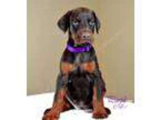 Doberman Pinscher Puppy for sale in PASADENA, CA, USA