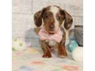 Dachshund Puppy for sale in Syracuse, IN, USA