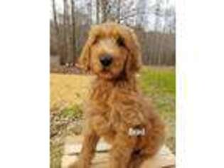 Goldendoodle Puppy for sale in Atlanta, GA, USA