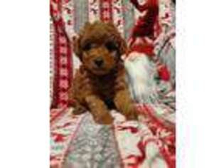 Goldendoodle Puppy for sale in Speer, IL, USA