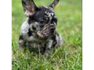 French Bulldog Puppy for sale in Granby, MA, USA