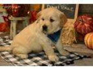 Golden Retriever Puppy for sale in Chillicothe, MO, USA