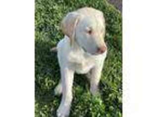 Labrador Retriever Puppy for sale in Northbridge, MA, USA