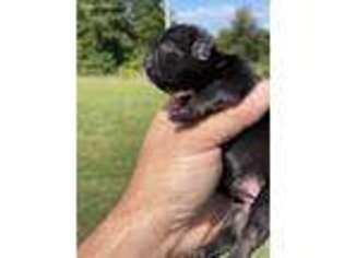 Mutt Puppy for sale in Sophia, NC, USA