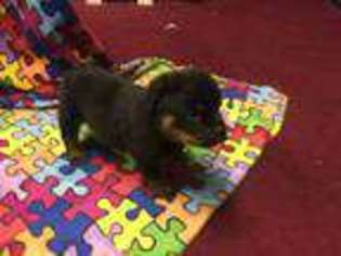 Rottweiler Puppy for sale in JOPPA, MD, USA