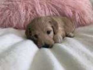 Goldendoodle Puppy for sale in Brandon, MS, USA