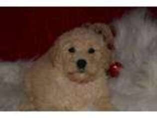 Goldendoodle Puppy for sale in Jacksonville, GA, USA