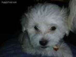Maltese Puppy for sale in Farley, IA, USA