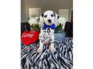 Dalmatian Puppy for sale in Bethany, IL, USA