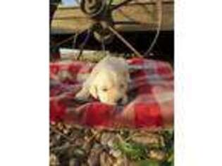 Goldendoodle Puppy for sale in Bloomfield, IA, USA