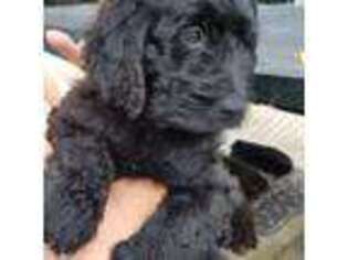 Mutt Puppy for sale in Toms River, NJ, USA
