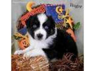 Australian Shepherd Puppy for sale in Horse Cave, KY, USA