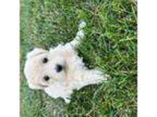 Mutt Puppy for sale in Harlan, IA, USA