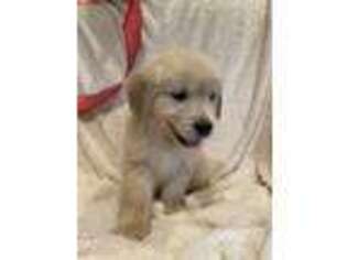 Golden Retriever Puppy for sale in Cottondale, FL, USA
