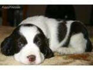 English Springer Spaniel Puppy for sale in Rockford, MI, USA