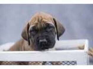 Mastiff Puppy for sale in Piqua, OH, USA