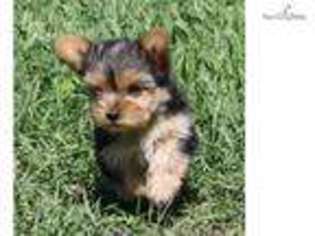 Yorkshire Terrier Puppy for sale in Grand Forks, ND, USA