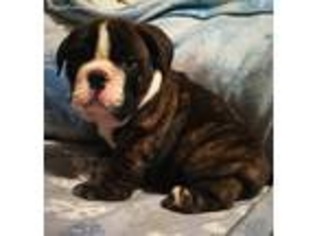 Bulldog Puppy for sale in Rising Sun, MD, USA