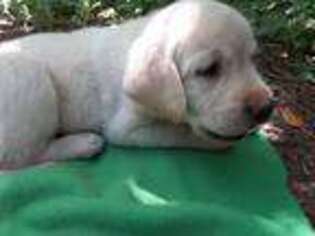 Labrador Retriever Puppy for sale in Westminster, MD, USA