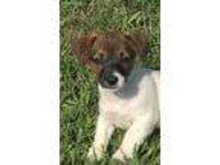 Jack Russell Terrier Puppy for sale in Saint James, MO, USA