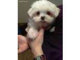 Maltese Puppy for sale in Winder, GA, USA