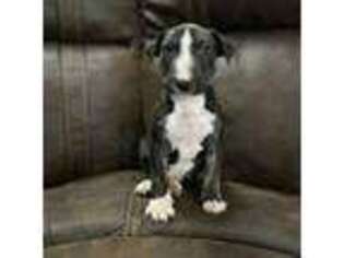 Bull Terrier Puppy for sale in Labelle, FL, USA