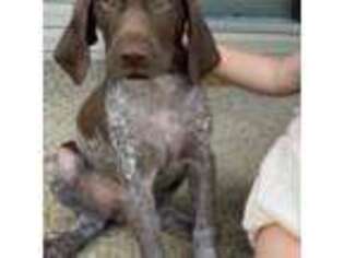 German Shorthaired Pointer Puppy for sale in Clay, KY, USA