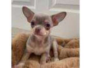 Chihuahua Puppy for sale in Spring Hill, FL, USA