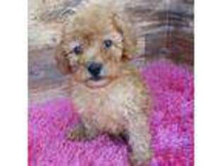 Mutt Puppy for sale in Highland, NY, USA
