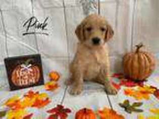 Goldendoodle Puppy for sale in Bradenton, FL, USA