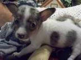 Rat Terrier Puppy for sale in Archer, FL, USA