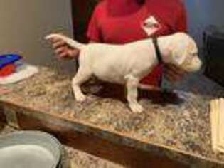 Dogo Argentino Puppy for sale in Jefferson City, MO, USA