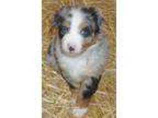 Australian Shepherd Puppy for sale in Keokuk, IA, USA