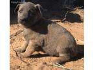 Dutch Shepherd Dog Puppy for sale in Tulia, TX, USA