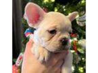 French Bulldog Puppy for sale in Paris, IL, USA