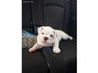 Bulldog Puppy for sale in Shelby, NC, USA