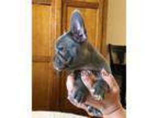 French Bulldog Puppy for sale in Lake Elsinore, CA, USA