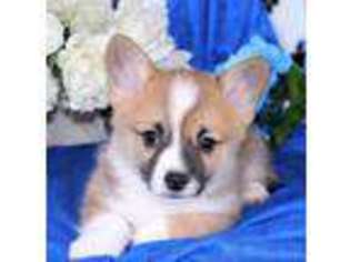 Pembroke Welsh Corgi Puppy for sale in Moffat, CO, USA
