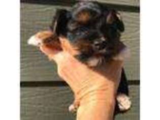 Yorkshire Terrier Puppy for sale in Elgin, ND, USA