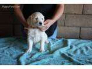 Mutt Puppy for sale in Jamul, CA, USA