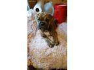 Valley Bulldog Puppy for sale in Benson, NC, USA