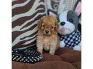 Goldendoodle Puppy for sale in Mineola, TX, USA
