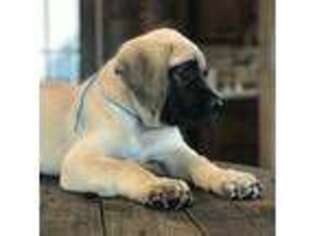 Mastiff Puppy for sale in Pavo, GA, USA