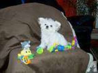 Maltese Puppy for sale in MONROE, MI, USA