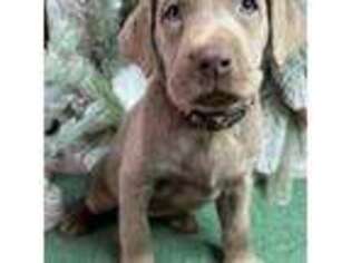Labrador Retriever Puppy for sale in Clarksville, TN, USA