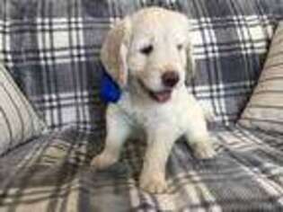 Labradoodle Puppy for sale in Phelan, CA, USA
