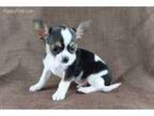 Chihuahua Puppy for sale in Corona, CA, USA